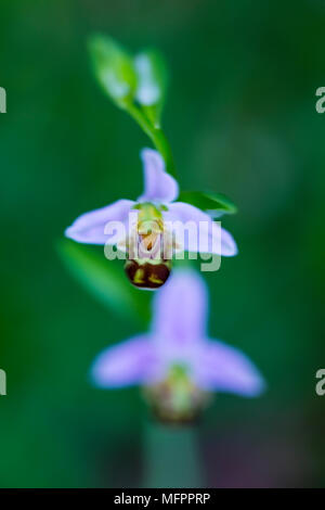 Ophrys apifera, connue en Europe comme l'orchidée abeille, est une plante herbacée vivace appartenant à la famille des Orchidacées, Liendo Vallée, Cantabria, Spai Banque D'Images