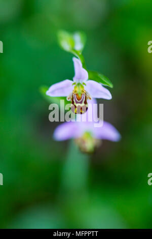 Ophrys apifera, connue en Europe comme l'orchidée abeille, est une plante herbacée vivace appartenant à la famille des Orchidacées, Liendo Vallée, Cantabria, Spai Banque D'Images