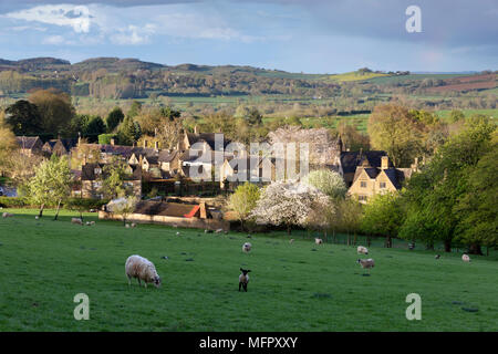 Vue sur les moutons dans le champ et Cotswold village de vaste Campden au printemps, vaste Campden, Cotswolds, Gloucestershire, Angleterre, Royaume-Uni, Europe Banque D'Images