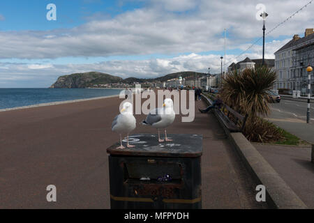 Le Goéland argenté Larus argentatus sur poubelle. Lllandudno Promenade. Conwy. Pays de Galles Banque D'Images