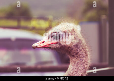 Photographie de portrait de profil gauche une autruche avec l'arrière-plan flou Banque D'Images