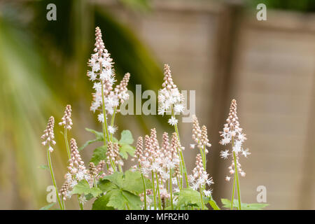 Fleurs blanches sur les épines de la plante vivace à fleurs de printemps fleurs de mousse, Tiarella 'Iron Butterfly' Banque D'Images