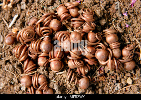 Les gousses Cyclamen allongé sur le sol, brillant dans le soleil avec leurs tiges de fleurs enroulées en attente pour libérer leurs graines. Banque D'Images