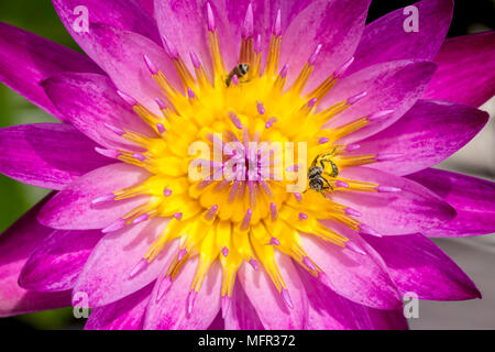 Nénuphar rouge et jaune au milieu du pollen d'abeille avec des insectes, fleur Banque D'Images