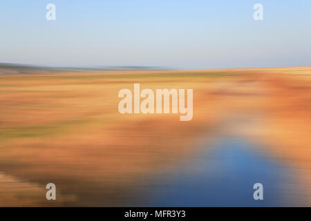 Un paysage impressionniste d'une digue de roseaux et de marais à pâturage, Salthouse Norfolk,dans une zone désignée d'une beauté naturelle exceptionnelle. Banque D'Images