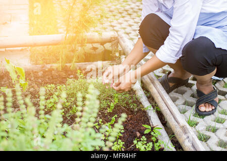 Récolte des plantes dans un jardin de fines herbes Banque D'Images