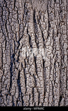 Le frêne, Fraxinus excelsior. Sur l'écorce du tronc d'un arbre adulte. Portugal Banque D'Images