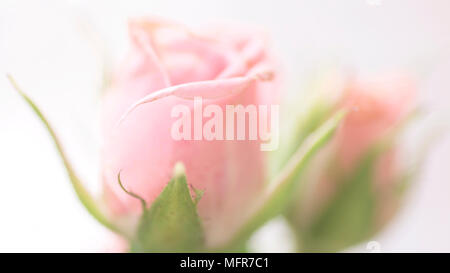 Bouquet de roses rose comme fond d'un mariage pour la conception d'offres de fond naturel boutons de rose rose Banque D'Images