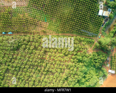 Drone aérien Vue sur campagne Cambodge Banque D'Images