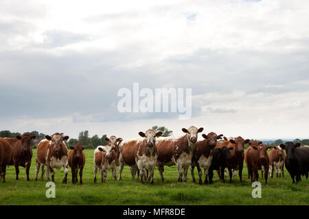 Moiled irlandais cattle in field Banque D'Images