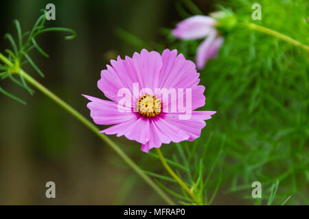 Une fleur rose dans l'avant du lit de fleur Banque D'Images