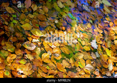 Beau Hêtre Automne feuilles flottant sur une flaque d'eau Banque D'Images