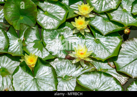 Étang couvert par nénuphar feuilles et fleurs sur Thames Path à Wapping, Londres Banque D'Images