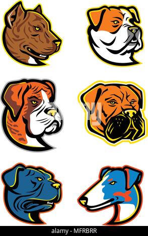 L'icône illustration mascotte ensemble de chefs de terriers comme les bulldogs et Bulldog Espagnol ou Alain Espanol, American Bulldog, chien Boxer, Bullmastiff, Le Illustration de Vecteur