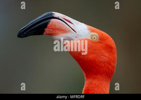 Flamant des Caraïbes rouge close-up head détail Banque D'Images