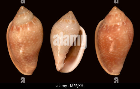 Les coquillages de Marginella glabella (différentes teintes de couleur). Malacologie collection. L'Espagne. L'Europe Banque D'Images