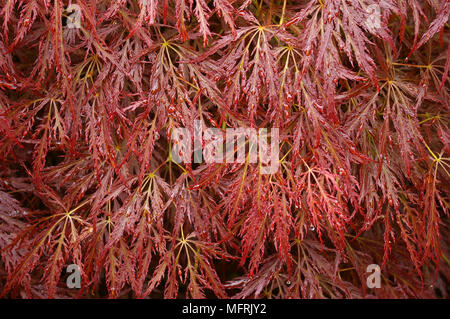 Jardins bouchers feuilles rouges Banque D'Images