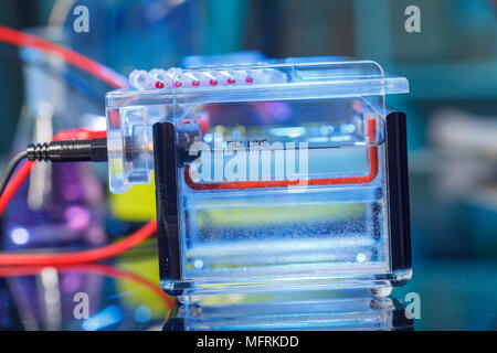 Des échantillons d'ADN amplifié chargement de gel d'agarose avec pipette multicanaux Banque D'Images