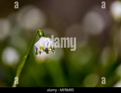 Perce-neige (Galanthus plicatus) sur le parterre de la forêt au printemps l'arrière-plan flou Banque D'Images