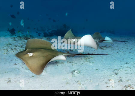 Whipray rose Groupe (Himantura fai), baignade sur fond de sable, de l'Océan Indien, les Maldives Banque D'Images