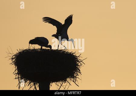 Cigognes blanches (Ciconia ciconia), couple dans un nid contre la lumière, silhouette, matin, atmosphère, Hesse, Germany Banque D'Images