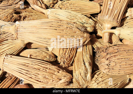 'Cure-dents" - cure-dents - le berbère de chefs d'Ammi visnaga(Toothpickweed) Banque D'Images