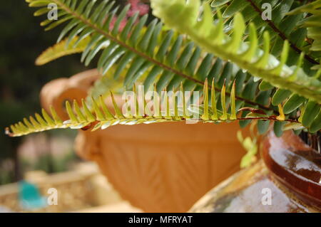 Feuille longue plante avec un pot de fleurs en argile Banque D'Images