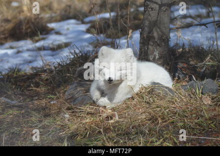 Renard arctique Banque D'Images