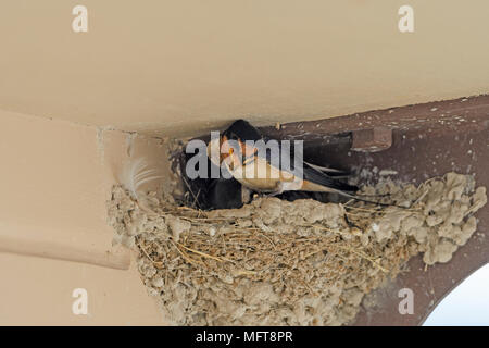 Hirondelle sur son nid dans un kiosque dans Badlands National Park (Dakota du Sud) Banque D'Images