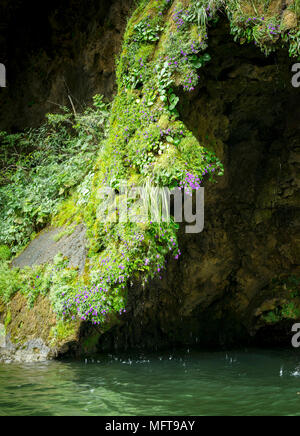 Abstrait d'un décor de fleurs et de mousse en surplomb sur la chute d'arbres de Noël, Chiapas Mexique Banque D'Images