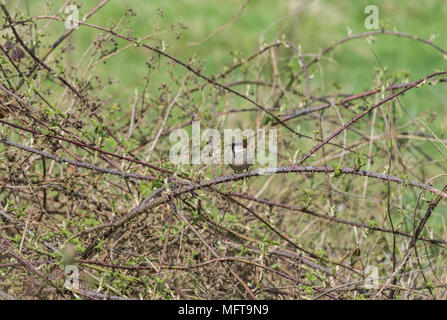 Un mâle Moineau domestique (Passer domesticus) perché sur un bramble bush Banque D'Images