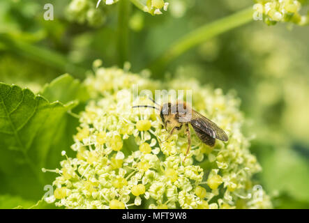 L'exploitation minière (abeille Andrena sp) sur la recherche de nourriture (Symyrnium olusatrum) Banque D'Images