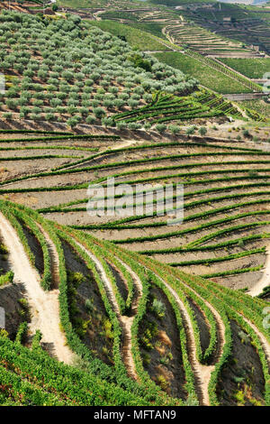 Vignobles en terrasses le long de la rivière Douro durant la récolte des raisins. Ervedosa do Douro, site du patrimoine mondial de l'Unesco, Portugal Banque D'Images