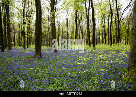 Tapis de jacinthes des bois, près de Micheldever à Winchester, Hampshire Banque D'Images