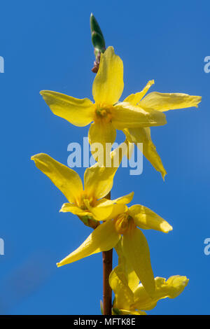 Forsythia fleurs sur fond de ciel bleu. Plante de la famille de l'olive (Oleaceae), aka, arbre de Pâques avec des fleurs de printemps jaune Banque D'Images