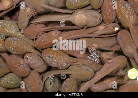 Masse de têtards de grenouille rousse (Rana temporaria). Les petits têtards peu après l'éclosion à la surface de l'étang, dans la famille des Ranidés Banque D'Images