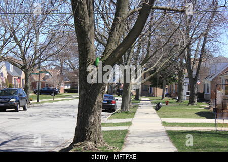 Paysage de rue résidentielle dans la région de Chicago, Illinois. Banque D'Images