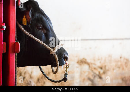 Bull angus dans crush head shot Banque D'Images