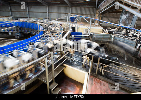 Obtenir des vaches traites au rotary parlour Banque D'Images