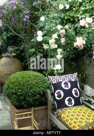 Banc de jardin en bois à côté de jardin coussins roses sur le mur de l'escalade en treillis fixe en topiaires pots de terre cuite détail jardins patios terrasses plante Banque D'Images