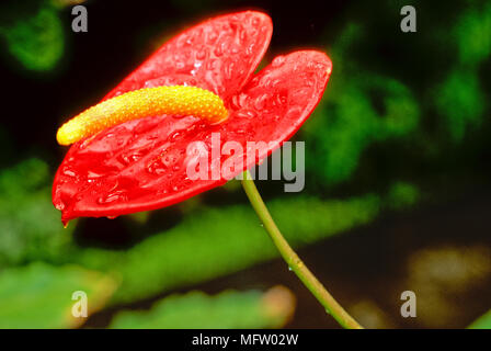Anthurium Andraeanum également connu sous le nom de fleur ou fleur Queue Flamingo Banque D'Images