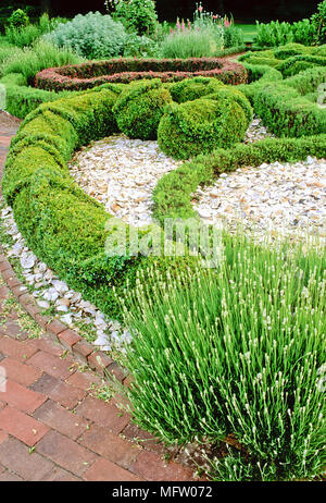 Berberis thunbergii 'Crimson Pygmy' Buxus, semperviirens & Lavandula angustifolia 'Jean Davis' avec des coquillages utilisés comme paillis Banque D'Images