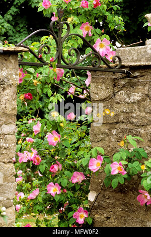 Rosa ÔComplicataÕ grimpe sur mur de pierre Banque D'Images