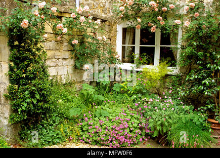 Rosa ÔAlbertineÕ grimpe sur la fenêtre style de pays avec une plantation de géranium ci-dessous Banque D'Images