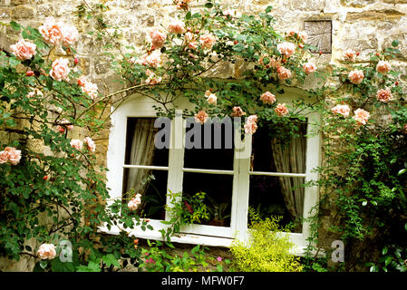 Rosa ÔAlbertineÕ grimpe sur la fenêtre style de pays Banque D'Images