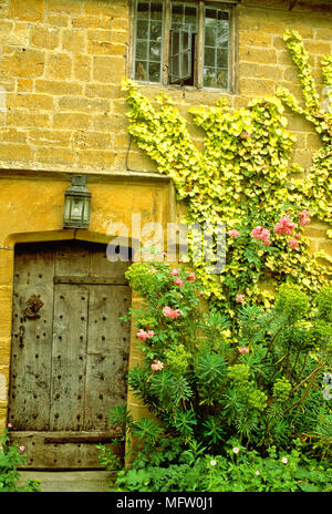 Maison de style extérieur de pays avec les semis de Hedera helix ÔButtercupÕ, Rosa et Euphorbia characias ssp wulfenii Banque D'Images