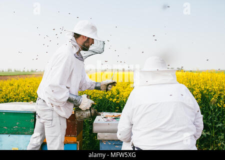 Apiculteur de beau champ de colza jaune abeilles apaisant avec de la fumée Banque D'Images