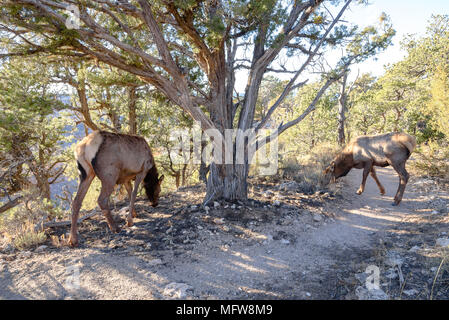 Un cerf paissant dans le soleil de l'après-midi sur la rive sud du Grand Canyon Banque D'Images