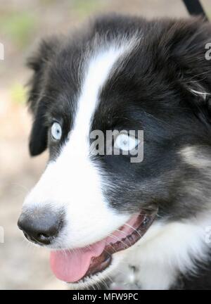 Chien de berger australien noir et blanc avec des yeux bleu clair et une bouche ouverte montrant la langue Banque D'Images