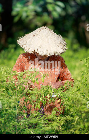 Une femme dans un chapeau conique la récolte des piments, Kampot, Cambodge Banque D'Images